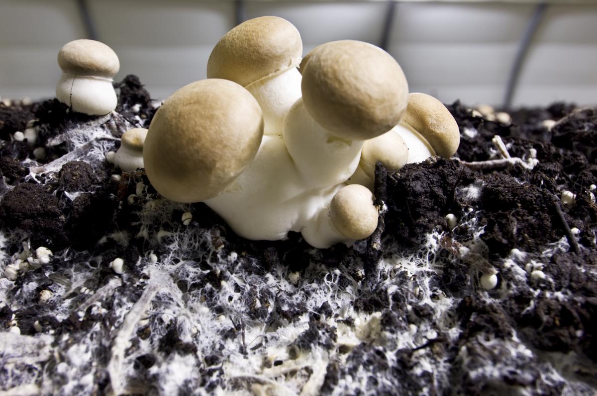 Mushroom Compost for Soil Improvement